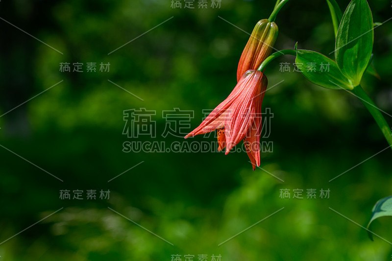 格雷莉莉与复制空间左