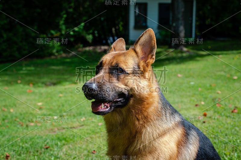 德国牧羊犬，训练活动