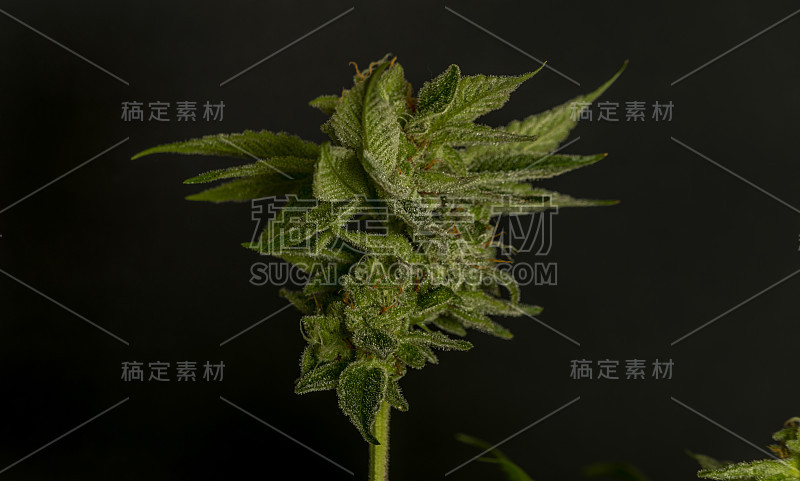 绿色成熟的法国饼干大麻大花黑色背景