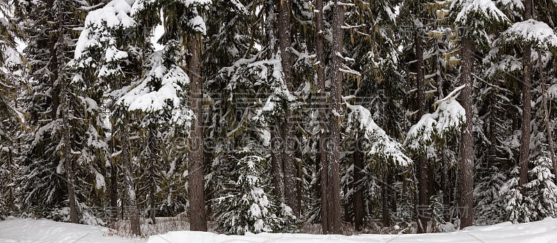 森林中覆盖着积雪的树木的全景