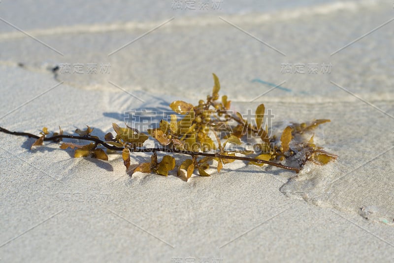 海水中沙滩上的海草