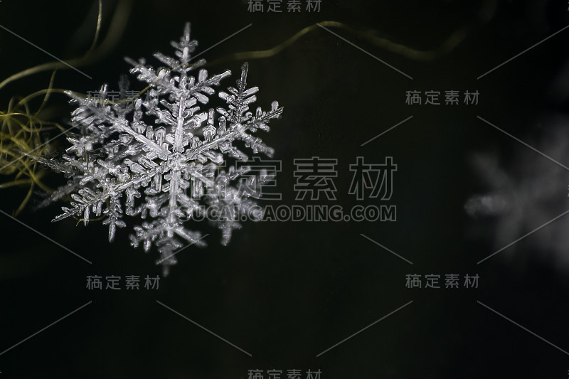 天然雪花特写。冬天,寒冷。