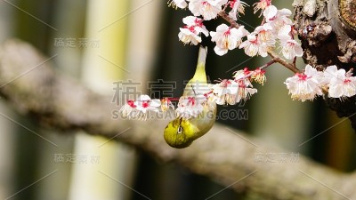 李子和白眼，大阪，日本