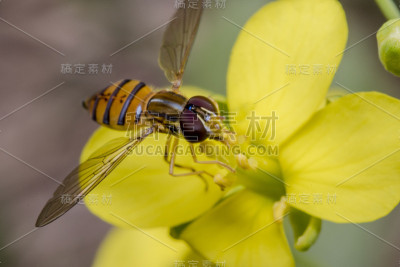 黄色报春花上的一种小斑纹虫