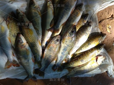 鱼
