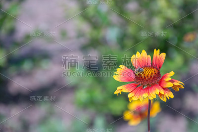 黛西