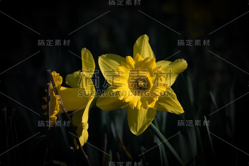 黑暗中的黄色水仙(narcissus assoanus)