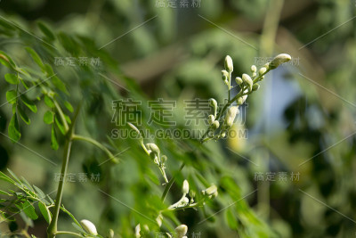 白花马萝卜树