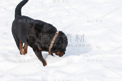 罗特韦尔犬的狗