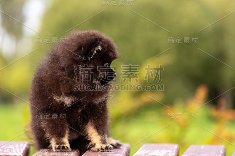 黑色和棕色的博美犬在户外散步