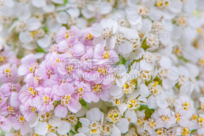 白色和粉红色蓍草(Achillea)花特写