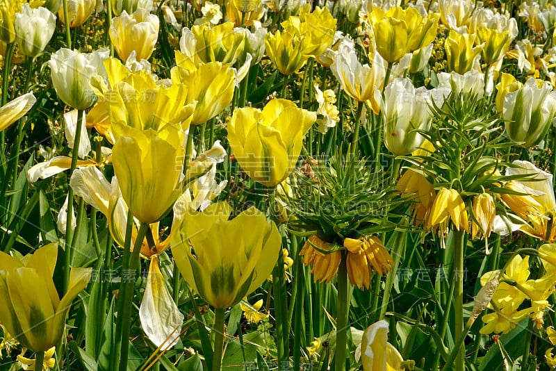 黄白色郁金香草地