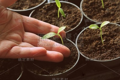 女性手中握着一株小辣椒苗。辣椒幼苗在花盆中发芽。园艺的概念。