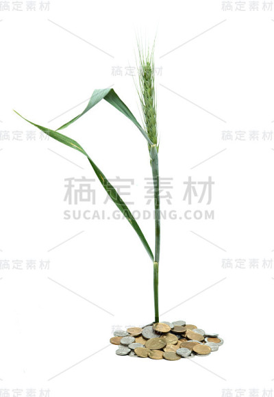 小麦从一堆硬币中生长出来