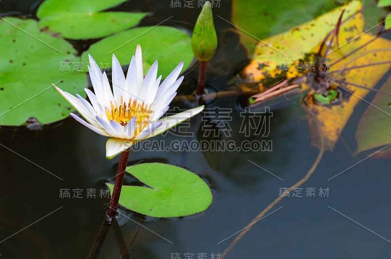 白色的睡莲花有黄色的中心