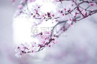 樱花樱花