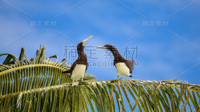 棕色诱杀， 苏拉 · 卢科加斯特