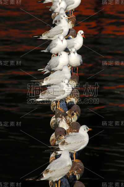 海金