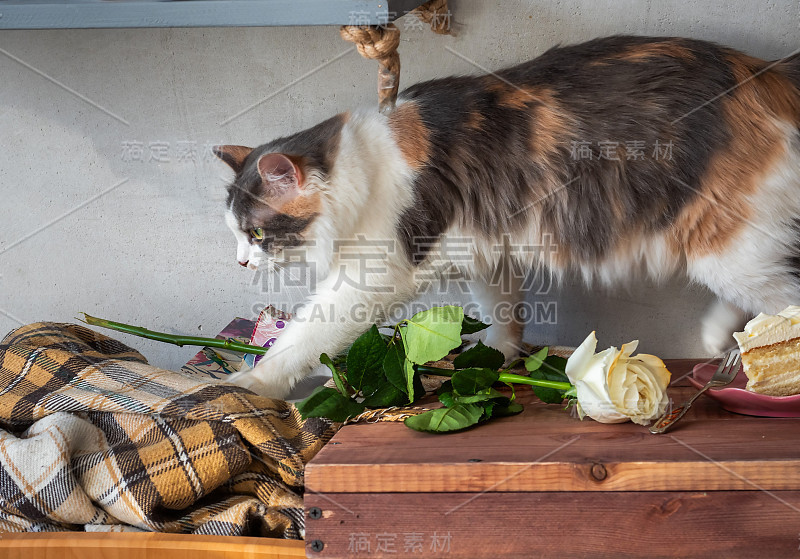 斯柯达毛绒绒的猫跳上了一个托盘，上面放着一份甜点和一朵玫瑰