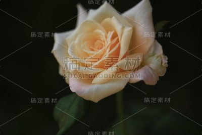白玫瑰