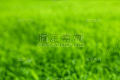 绿色大米纹理