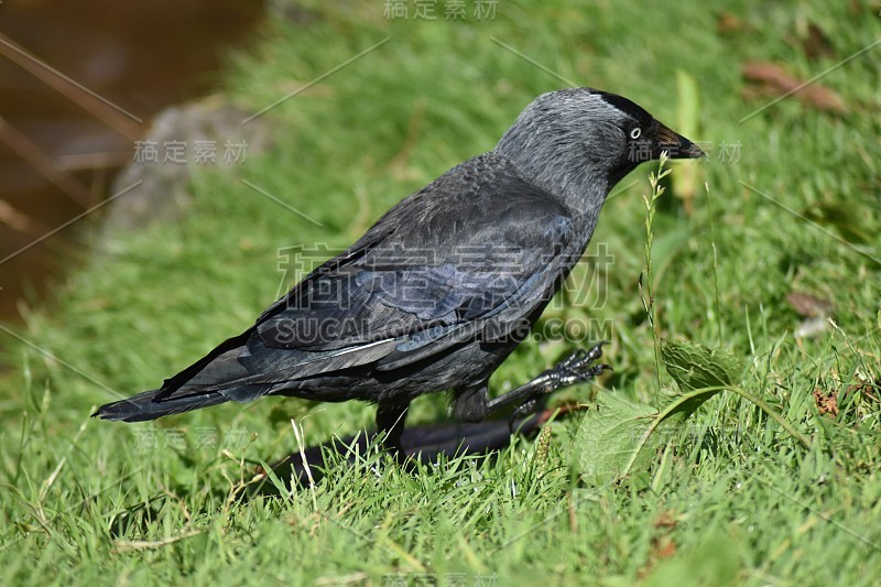 寒鸦 (Corvus monedula)