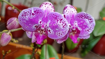 紫白兰