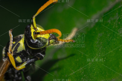 黄蜂特写宏