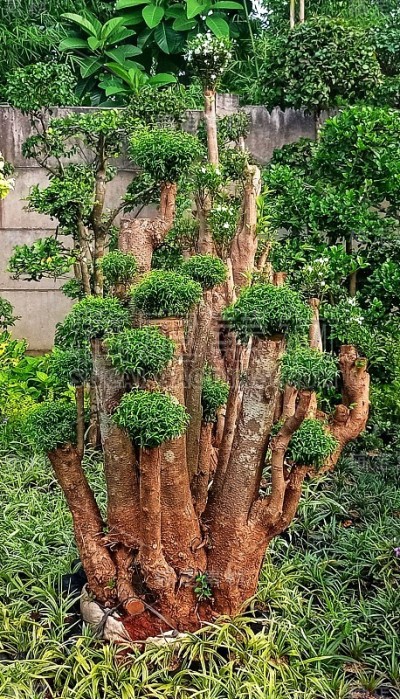 将树