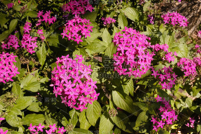 粉红色的花，Pentas lanceolata