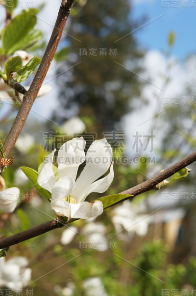 玉兰花在阳光下开白花