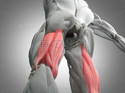 腘绳肌群，人体解剖肌肉系统。3 d演示。