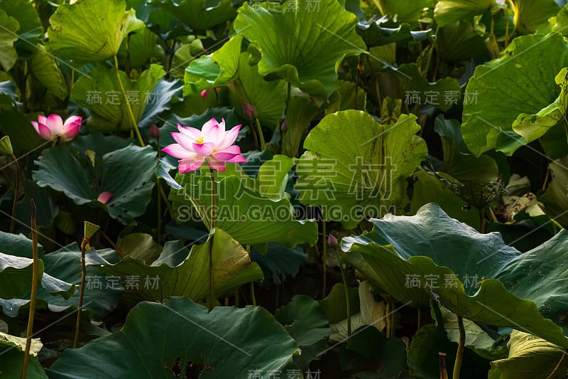 池塘里的荷花