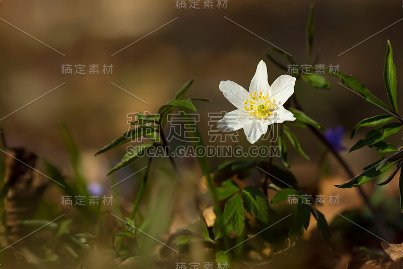 木银莲花(anemone nemorosa)生于阴木，毛茛科毛茛科的早春花。风花，针茅或嗅狐白银莲花