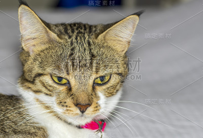 家猫的特写肖像