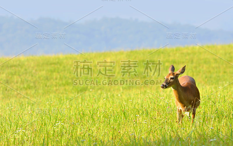 在卡德斯湾山谷里吃草的鹿