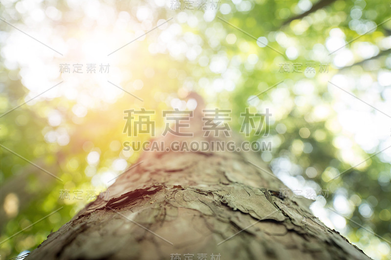 森林中的树干:特写画面，模糊的绿色背景