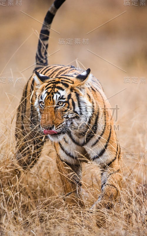 Ranthambore国家公园里的孟加拉虎。印度。