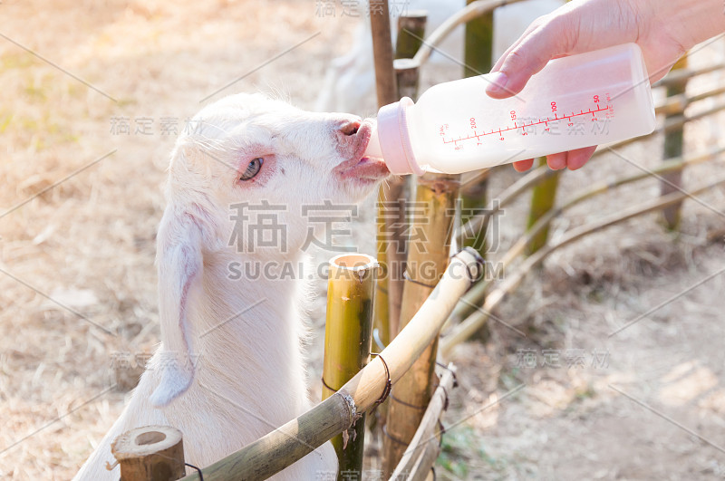 在农场用奶瓶喂小山羊