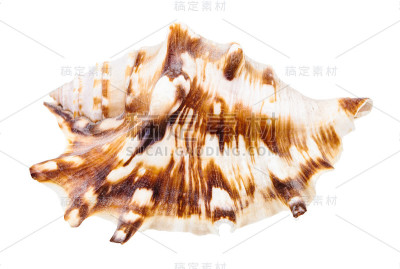 鼠科蜗牛的壳孤立在白色上