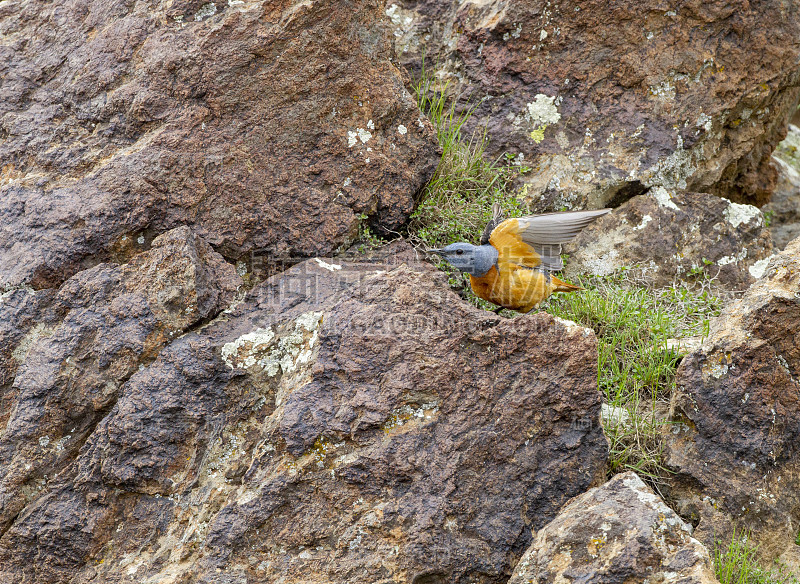 普通岩鸫(Monticola saxatilis)