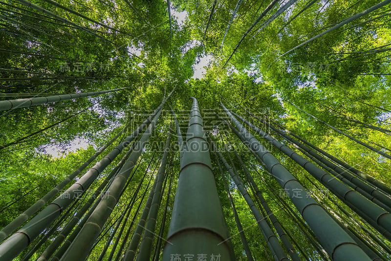 日本神奈川镰仓的竹林