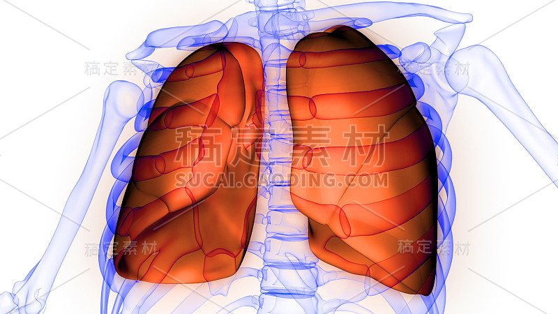 肺是人体呼吸系统解剖学的一部分x射线三维渲染