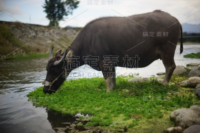 水牛