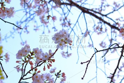 日本樱花