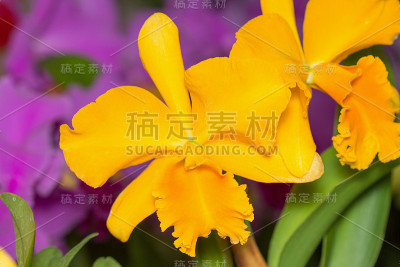 洋兰之花