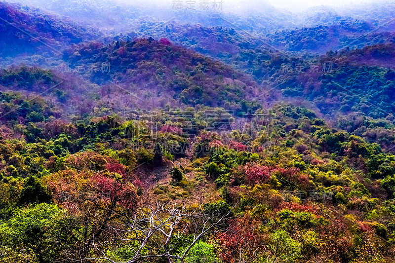 Karnala鸟类保护区