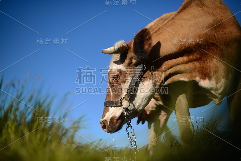 奶牛在农村，美丽的天空在背景。一头好奇的奶牛站在她的牧场上。奶牛。一头好奇的奶牛。奶牛在夏天绿色的田