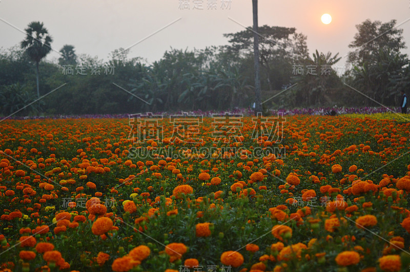 美丽多彩的金盏花花园与夕阳的背景