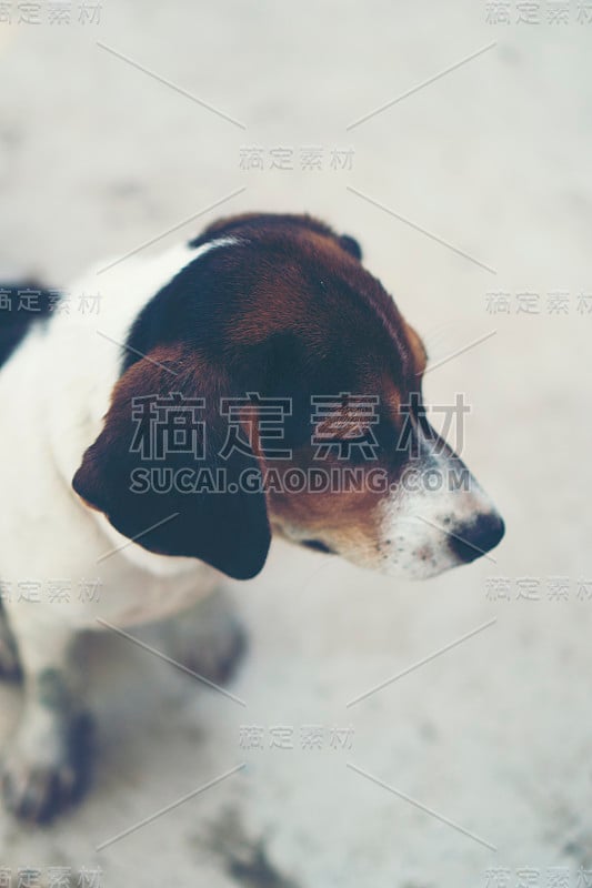 3个月纯种比格犬在灰色屏幕上